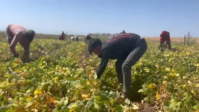 Adilcevaz’da fasulye hasadı başladı