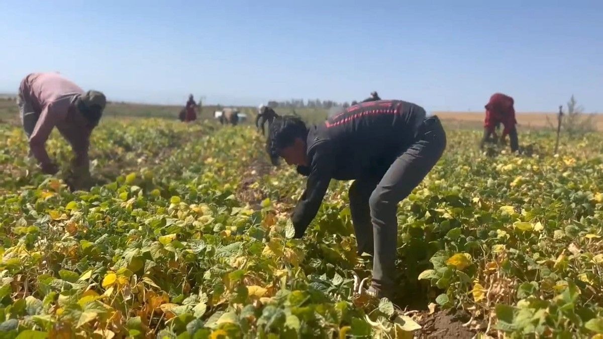 Adilcevaz’da fasulye hasadı başladı