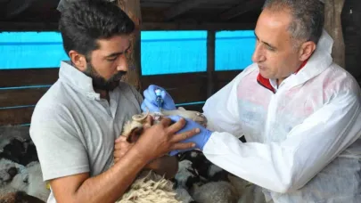 Kars’ta küçükbaş hayvanlara kayıt altına alınıyor