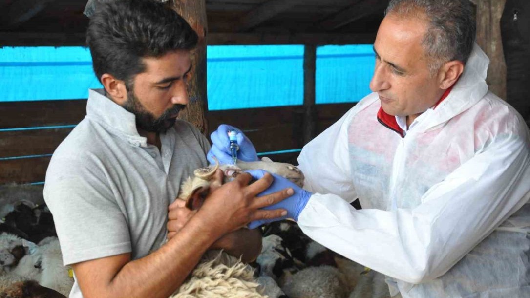 Kars’ta küçükbaş hayvanlara kayıt altına alınıyor