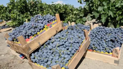 Erzincan Cimin üzümünde hasat başladı: Sofralıkta eşsiz, şarapta kullanılamaz