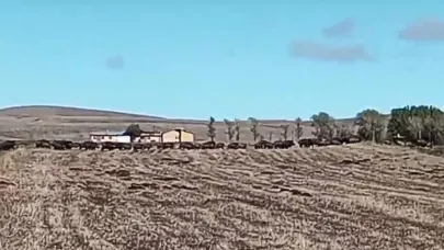 Mısır tarlalarında domuz sürüsü istilası