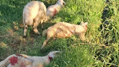 Başıboş köpek dehşeti; 6 kuzu telef oldu