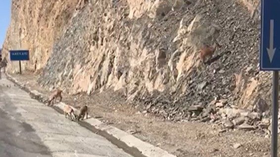 Dağ keçileri su içerken görüntülendi