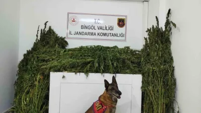 Bingöl’de 91 kilo esrar ele geçirildi