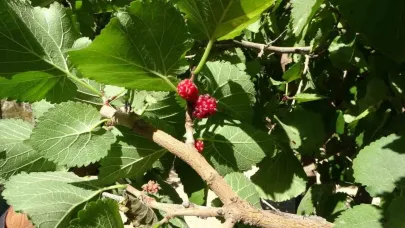 Kayısıya alternatif olarak yetiştirilen karadut yüz güldürüyor
