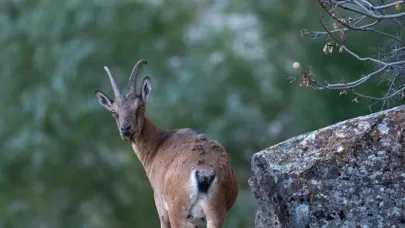Erzincan’da Dağ keçileri Munzur Dağlarına güzellik katıyor