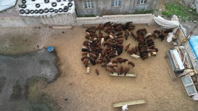 (Videolu Haber) Ağrı’da besiciler hayvanlarını özenle besliyor