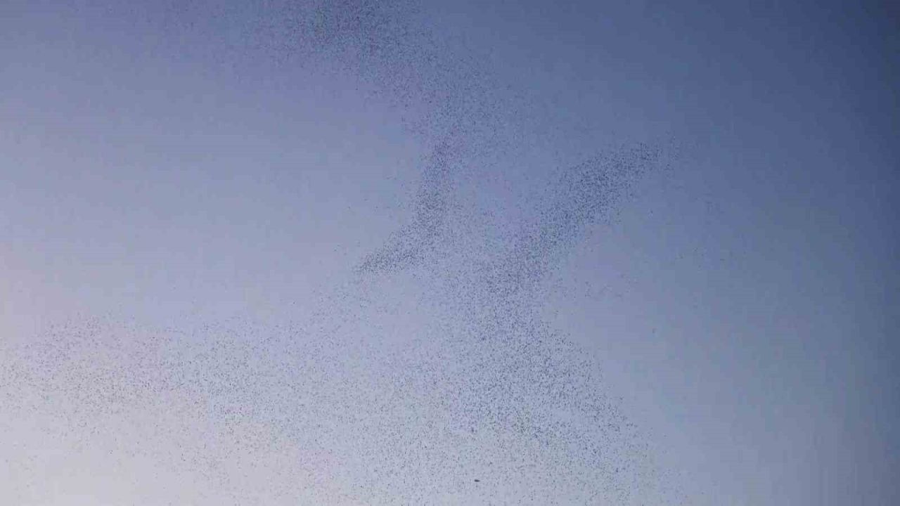 Bitlis semalarında binlerce kuş adeta dans etti