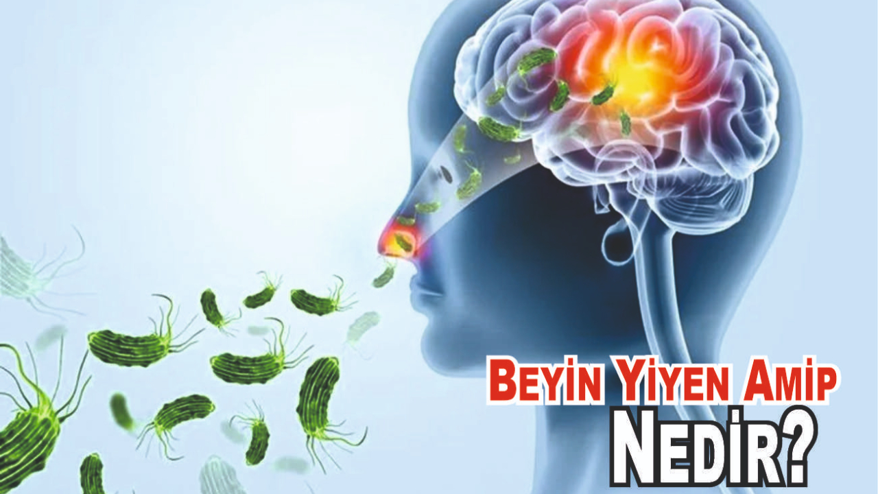 Beyin Yiyen Amip Nedir? Hastalık Nasıl Anlaşılır? Hangi Ülkede İlk Çıktı? Risk Grubu Kimler?