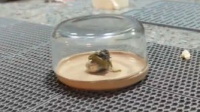 Panama'dan Karanlık Bir Fısıltı: Gökyüzünden Düşen "Venom"un Gizemi