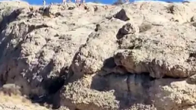 Malatya’da dağlık alanda yaban keçisi sürüsü görüntülendi