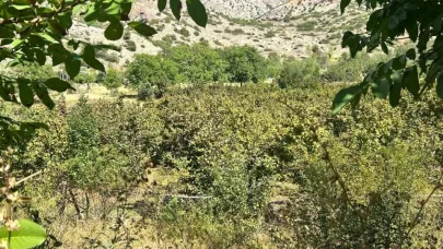 Erzincan’da ilk kez yetiştirdi,1 ton ürün bekliyor