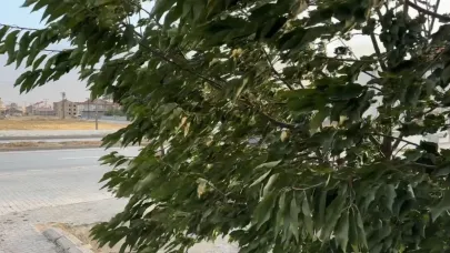 Şiddetli rüzgar hayatı olumsuz etkiledi