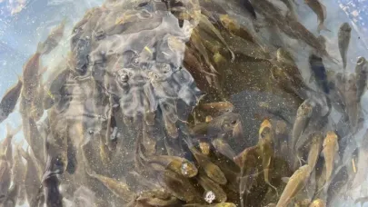 Muş’ta gölet ve barajlara 1 milyon sazan yavrusu bırakıldı