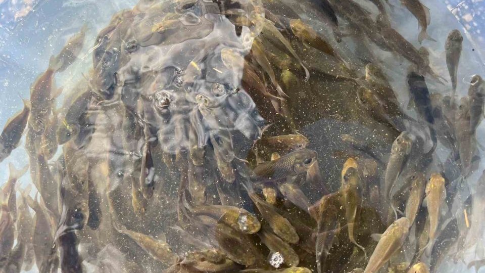 Muş’ta gölet ve barajlara 1 milyon sazan yavrusu bırakıldı