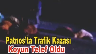 Patnos-Erciş Yolunda Araç Koyun Sürüsüne Çarptı