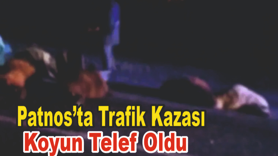 Patnos-Erciş Yolunda Araç Koyun Sürüsüne Çarptı