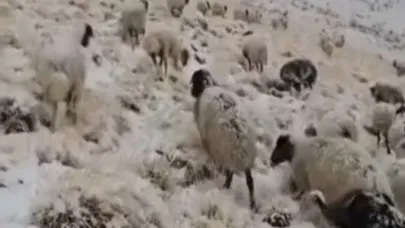 Van'ın Başkale ilçesinde mevsimin ilk karı yağdı