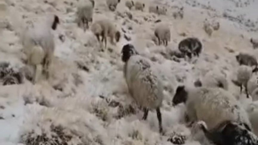 Van'ın Başkale ilçesinde mevsimin ilk karı yağdı