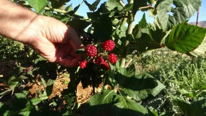 Malatya’da bitkisel üretim çeşitliliğinde üzümsü meyvelerin üretimi yaygınlaşıyor