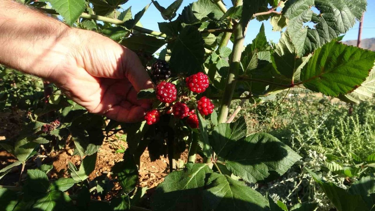 Malatya’da bitkisel üretim çeşitliliğinde üzümsü meyvelerin üretimi yaygınlaşıyor