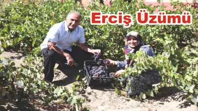 Erciş Üzümü Hasadı Yapıldı