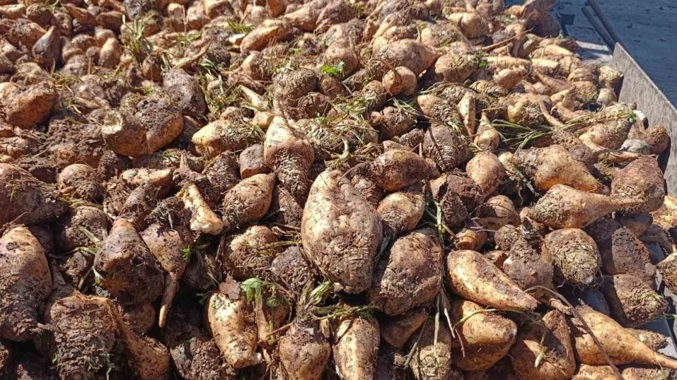 O Şeker Fabrikası’nda hedef 62 bin ton şeker üretimi