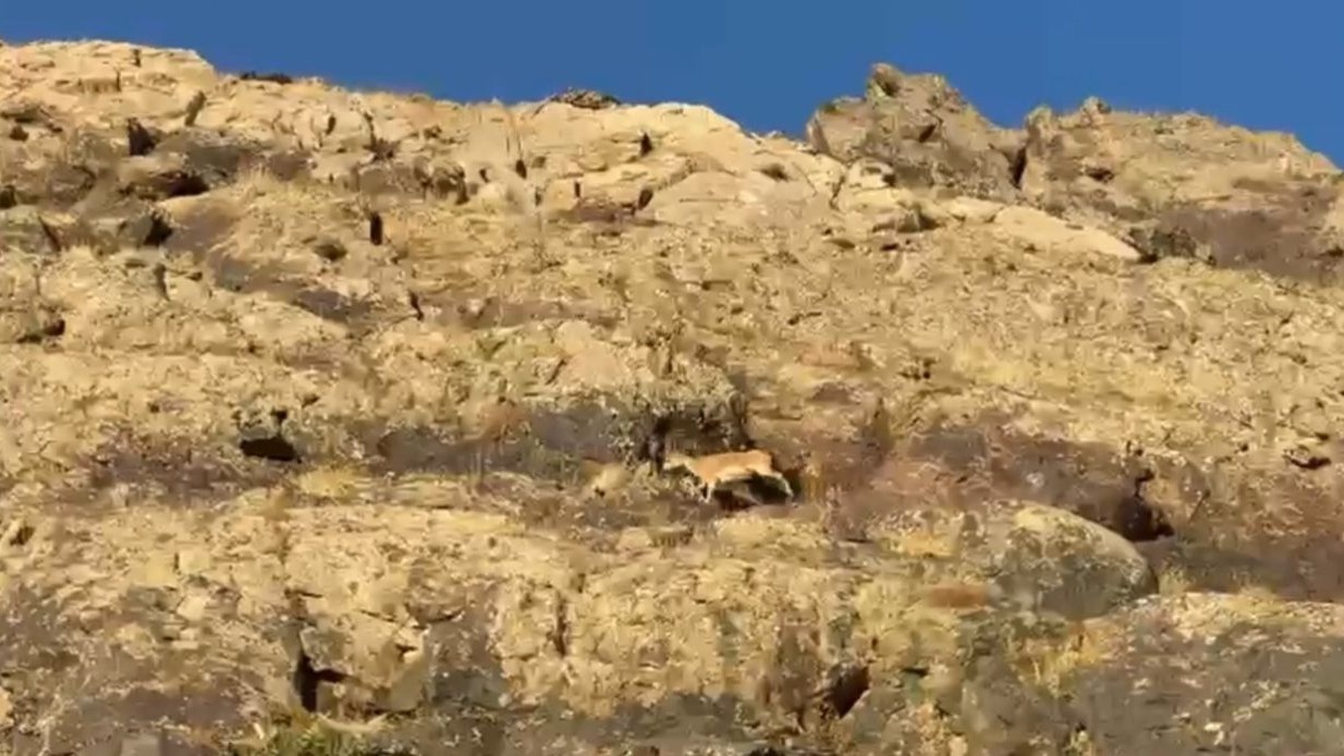 Cilo Dağı’nda doğaseverlere dağ keçisi sürprizi