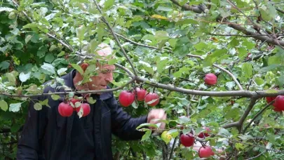 Coğrafi işaretli içi kırmızı elmada hasat zamanı