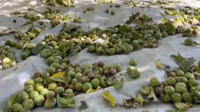Adilcevaz'da ceviz hasadı başladı