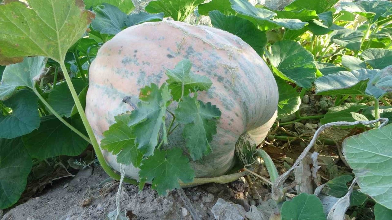 Zirai donun vurduğu Malatya’da bal kabağında yüksek verim