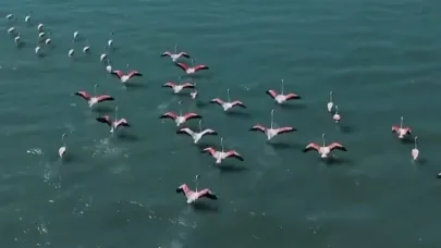 Erçek Gölü’nde jandarmadan flamingo nöbeti