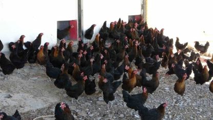 Çiftlik gibi okul