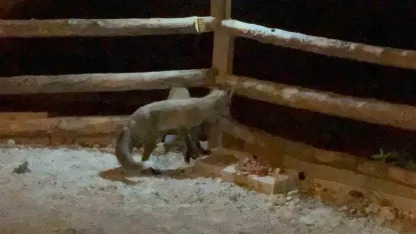 Karslı vatandaş bahçesine giren tilkileri elleriyle besliyor
