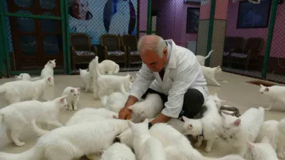 Van kedileri için ‘kırmızı alarm’ kaldırıldı