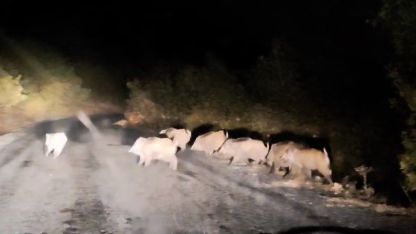 Bitlis Tatvan’da domuz sürüsü görüntülendi