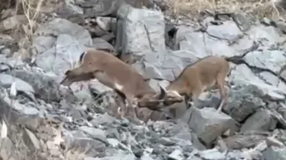 Hakkari'de yavru dağ keçilerinin tatlı çekişmesi kamerada