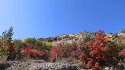 Oltu'da Kaplaç Ağaçları doğayı kırmızıya boyadı