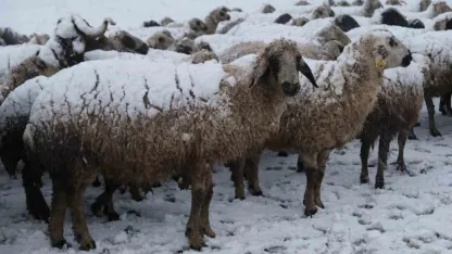 Erzincanlı üreticiler kara yaylada yakalandı