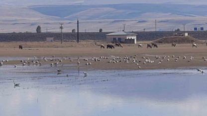 Kars’ta sulak alanlar yaban kuşlarını ağırlıyor