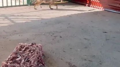 Muradiye'de kurdu zincirle bağlayan şahsa 81 bin 355 TL para cezası