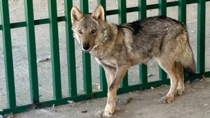 Zincire vurulmuş halde bulunan kurt rehabilite ediliyor