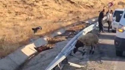 Hayvan taşıyan kamyon şarampole yuvarlandı: 2 yaralı, çok sayıda küçükbaş telef oldu