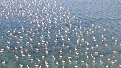 Van Gölü'nde flamingo show