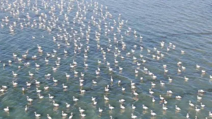 Van Gölü'nde flamingo show