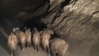 Van’ın Başkale ilçesinde mahalleye inen domuz sürüsü görüntülendi