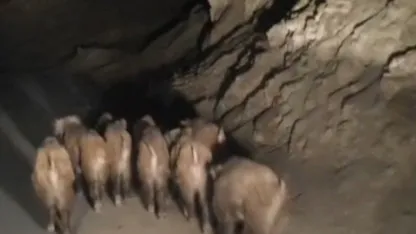 Van’ın Başkale ilçesinde mahalleye inen domuz sürüsü görüntülendi