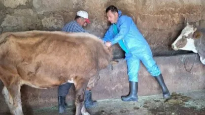 Güroymak’ta şap aşısı çalışmaları aralıksız sürüyor
