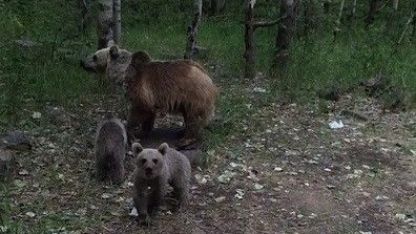 Ayıların dronla karşılaşması izleyenlere keyifli anlar yaşattı